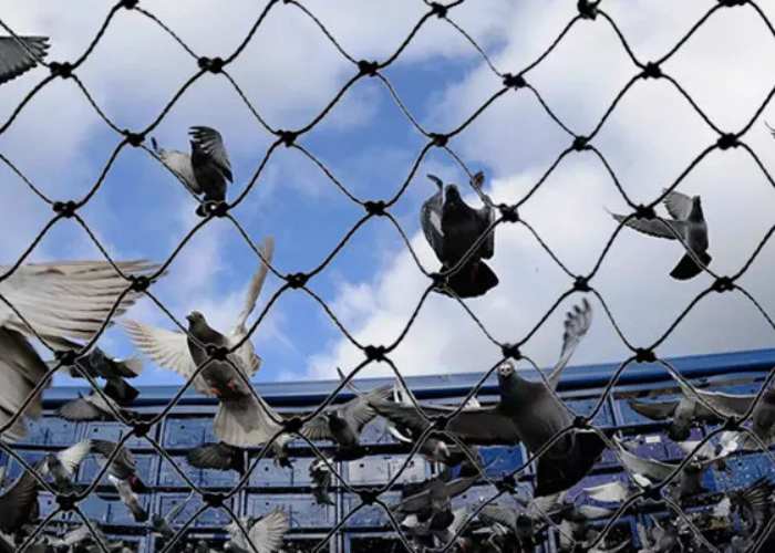 Pigeon Nets